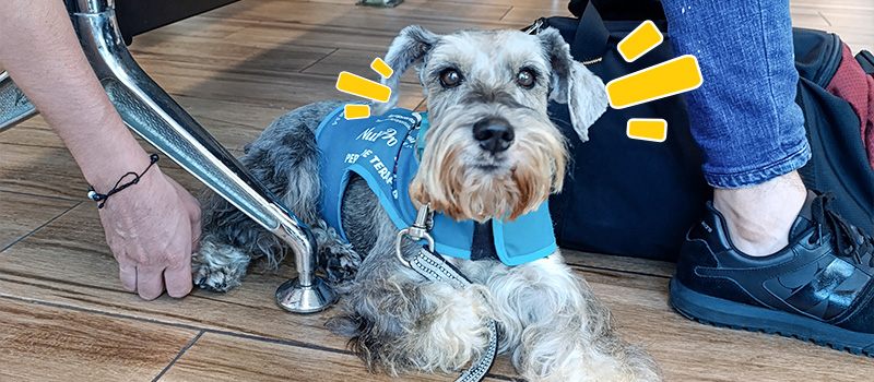 Cafú, a gray Schnauzer wearing a blue vest as the airport therapy dog.