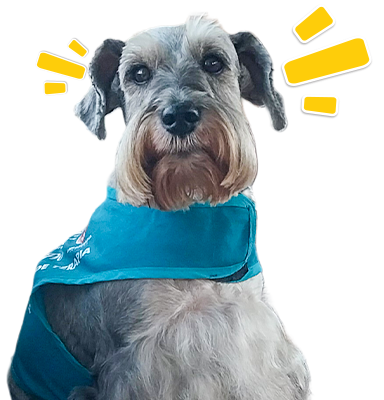 Cafú, un Schnauzer color gris, con un chaleco azul representando su rol como mascota de canoterapia del aeropuerto.