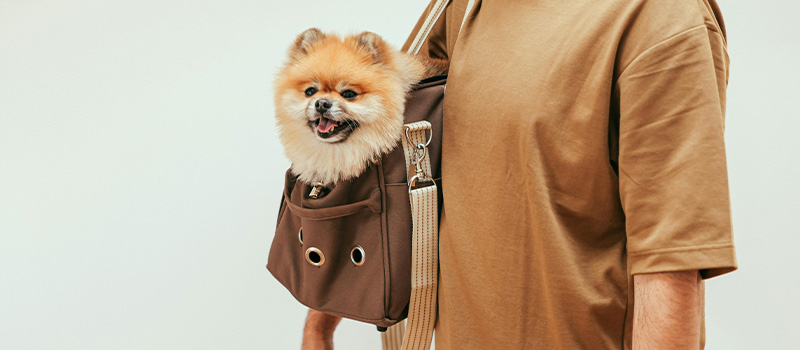 Perro en una cartera.